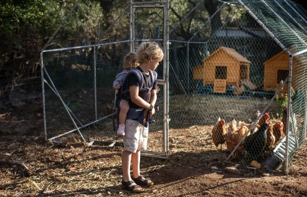 Enfants et poules Figari