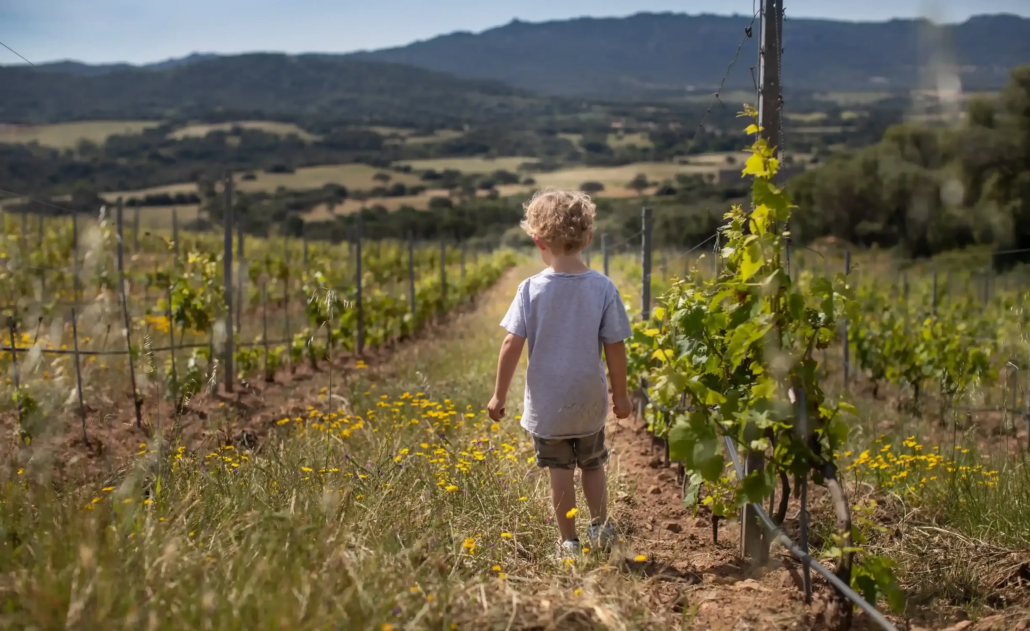 Enfant dans les vignes Figari