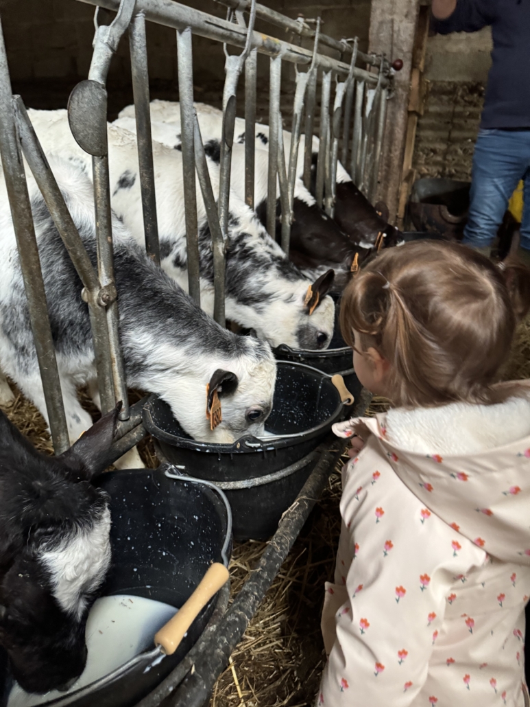 Fillette qui regarde les veaux boire du lait