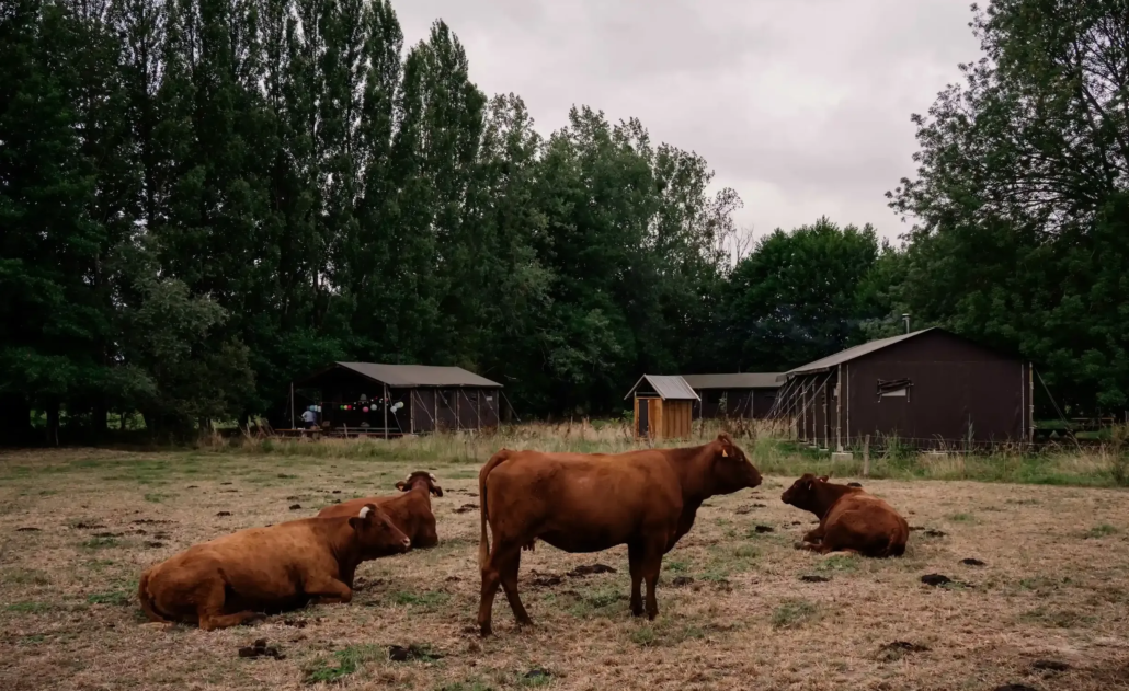 Vaches salers avec tentes lodge en fond