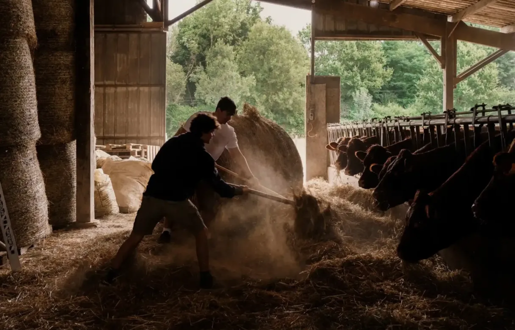 Fermiers donnant du foin aux vaches