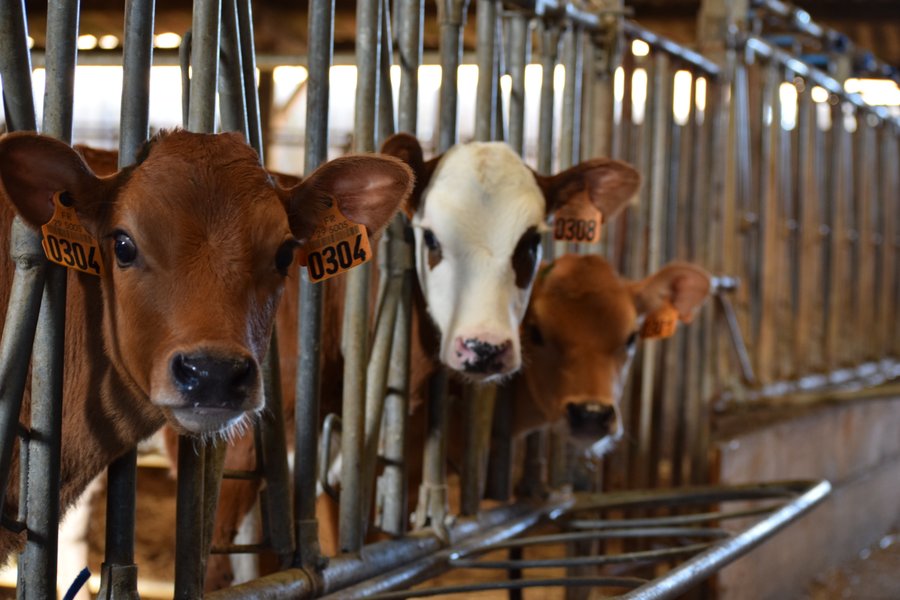 Veaux ferme de Penquelen