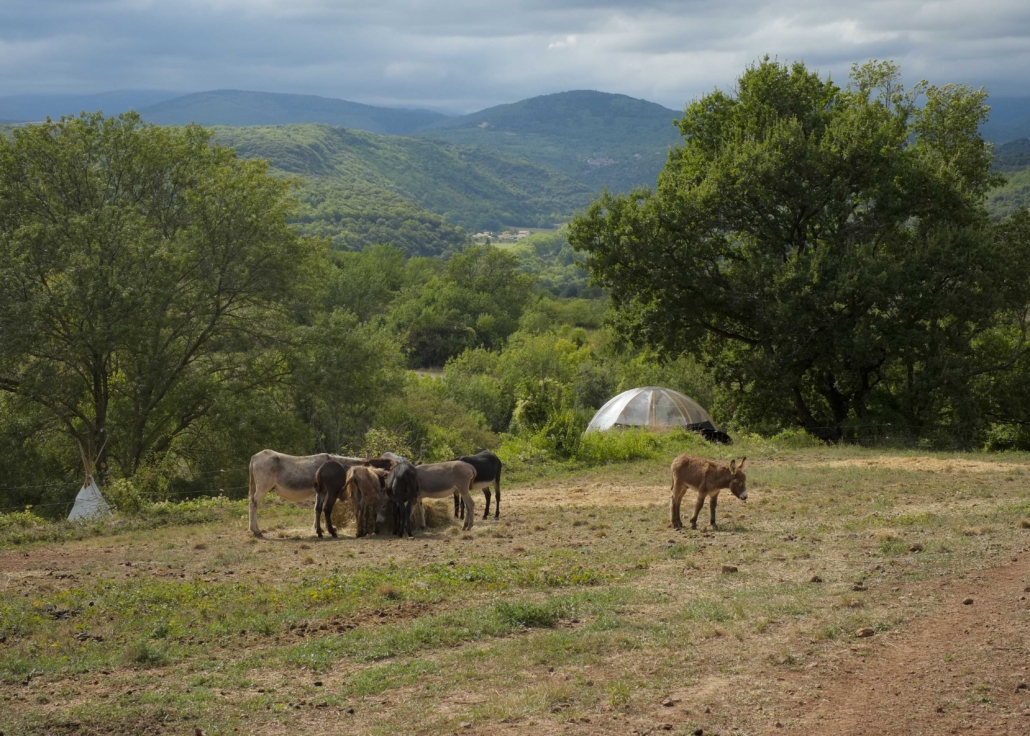 Hébergement bulle en pleine nature avec animaux